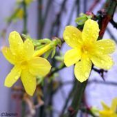 Jasmin