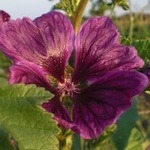 Malva